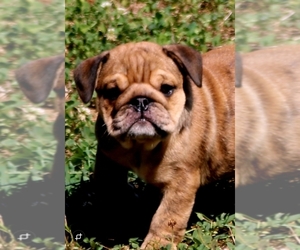 English Bulldog Puppy for Sale in NEVADA, Missouri USA