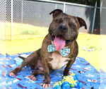 Small #11 American Bulldog Mix