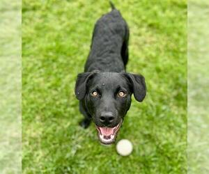 Labrador Retriever-Unknown Mix Dogs for adoption in Riverside, CA, USA