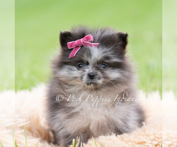 Medium Photo #54 Pomeranian Puppy For Sale in WARSAW, IN, USA
