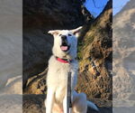 Small #1 German Shepherd Dog-Great Pyrenees Mix