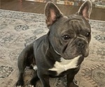 Small Photo #1 French Bulldog Puppy For Sale in SPRINGFIELD, OR, USA