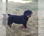 Small #4 Rottweiler