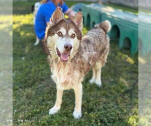 Siberian Husky Dogs for adoption in Modesto, CA, USA