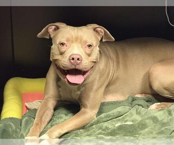 Medium Photo #2 Staffordshire Bull Terrier Puppy For Sale in Ocala, FL, USA