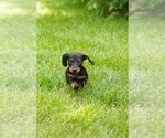 Small #4 Dachshund