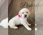 Small Photo #7 Labrador Retriever Puppy For Sale in MURRIETA, CA, USA