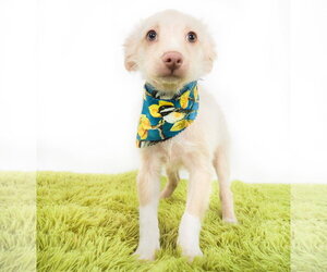 Chihuahua-Unknown Mix Dogs for adoption in Phoenix, AZ, USA
