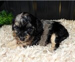 Small Photo #13 Cavapoo Puppy For Sale in CARLISLE, KY, USA