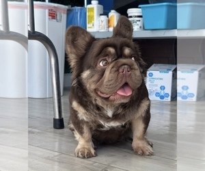 Father of the French Bulldog puppies born on 06/09/2025