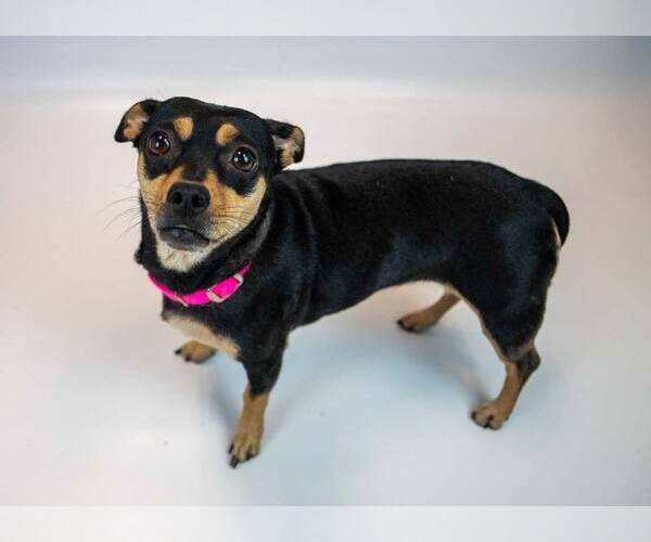 Medium Photo #5 Jackshund Puppy For Sale in Kennesaw, GA, USA