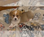 Small #1 Pembroke Welsh Corgi
