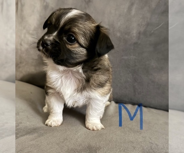 Medium Photo #8 Chihuahua Puppy For Sale in ELIZABETHTOWN, PA, USA