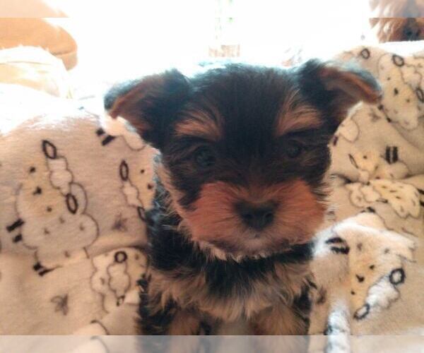Medium Photo #1 Yorkshire Terrier Puppy For Sale in LE ROY, KS, USA