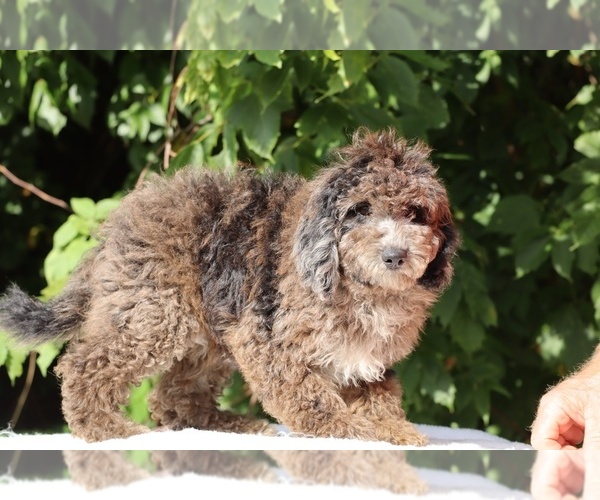 Medium Photo #8 Bernedoodle (Miniature) (+ Poodle Miniature) Puppy For Sale in DYERSBURG, TN, USA