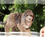 Small #7 Bernedoodle (Miniature) (+ Poodle Miniature)
