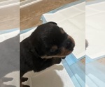 Small #6 Rottweiler