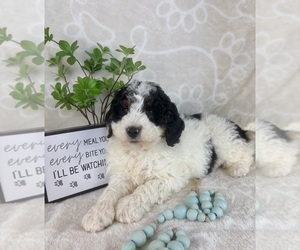 Bernedoodle (Miniature) Puppy for sale in INDIANAPOLIS, IN, USA