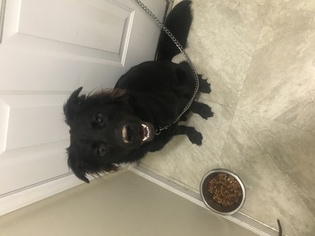 Chow Chow-Labrador Retriever Mix Dogs for adoption in WINSTON SALEM, NC, USA