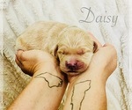 Puppy Daisy Golden Retriever