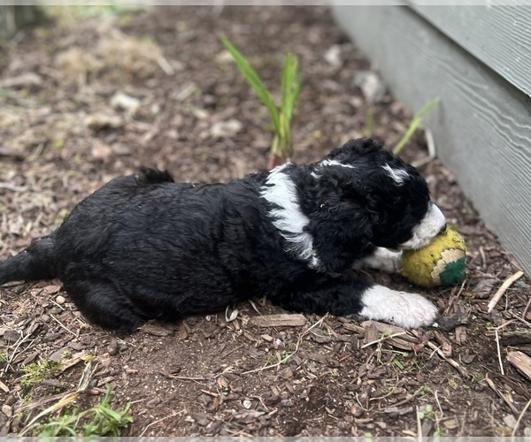 Medium Photo #5 Aussiedoodle Puppy For Sale in OAK HARBOR, WA, USA