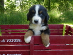 Puppy 3 Bernese Mountain Dog