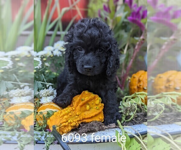 Medium Photo #4 Cockapoo Puppy For Sale in CLARE, IL, USA