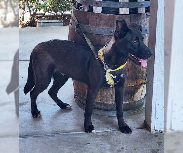 Medium Photo #2 Labrador Retriever-Unknown Mix Puppy For Sale in Chino Hills, CA, USA
