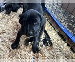 Small Photo #16 German Shorthaired Lab Puppy For Sale in TACOMA, WA, USA