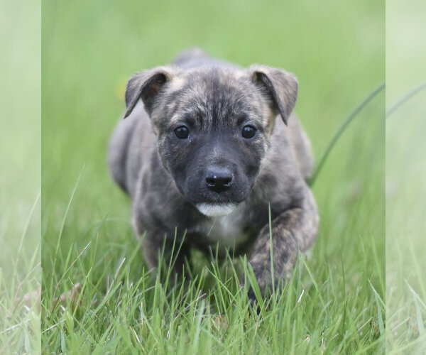 Medium Photo #3 Chihuahua-Unknown Mix Puppy For Sale in Mechanicsburg, PA, USA