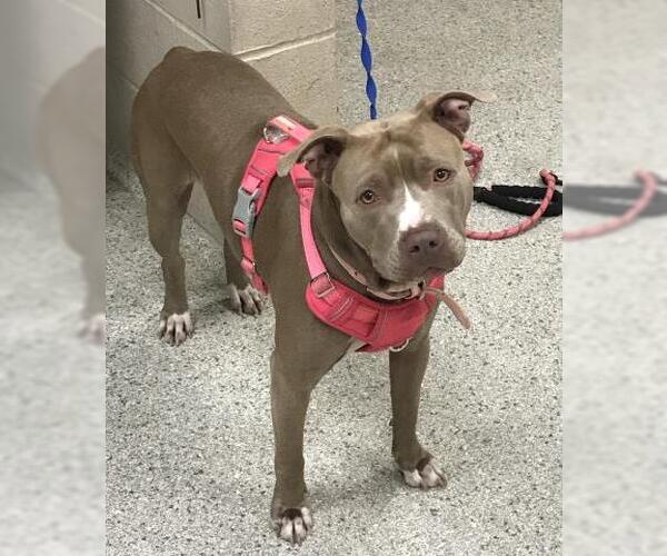 Medium Photo #1 American Pit Bull Terrier Puppy For Sale in Conroe, TX, USA