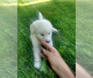 Golden Pyrenees Puppy for sale in EVERETT, PA, USA
