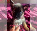 Puppy Magenta Girl German Shepherd Dog-Siberian Husky Mix