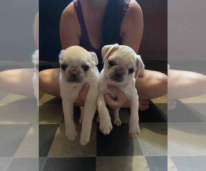 Pug Puppy for sale in TUPELO, MS, USA