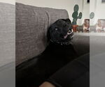 Small #2 Labrador Retriever Mix