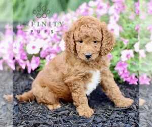 Goldendoodle (Miniature) Puppy for sale in GORDONVILLE, PA, USA