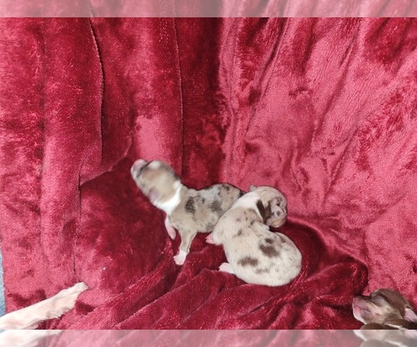Medium Photo #5 Chihuahua Puppy For Sale in ATTALLA, AL, USA