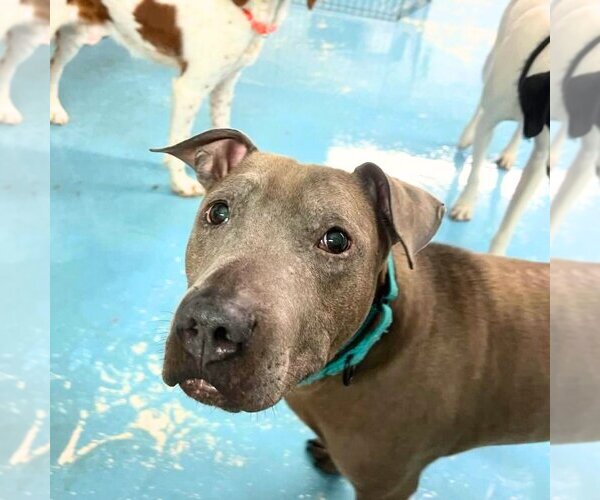 Medium Photo #2 American Pit Bull Terrier Puppy For Sale in Brooklyn, NY, USA