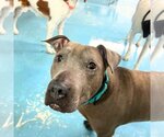 Small #1 American Pit Bull Terrier