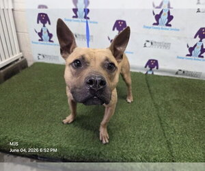 Black Mouth Cur Dogs for adoption in Orlando, FL, USA