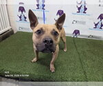 Small Black Mouth Cur