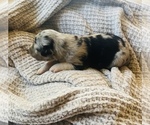 Small Photo #25 Miniature Australian Shepherd Puppy For Sale in TONASKET, WA, USA