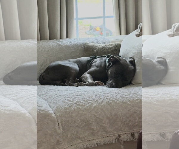 Medium Photo #2 Mutt Puppy For Sale in Cuyahoga Falls , OH, USA