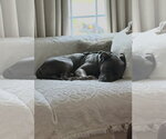 Small Photo #2 Mutt Puppy For Sale in Cuyahoga Falls , OH, USA