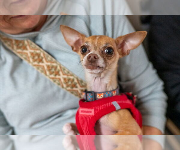 Medium Photo #3 Chihuahua Puppy For Sale in Mundelein, IL, USA