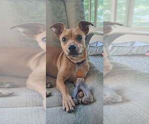 Chiweenie Dogs for adoption in pomfret, CT, USA