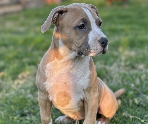 Medium Photo #7 American Bully Puppy For Sale in SALEM, IL, USA