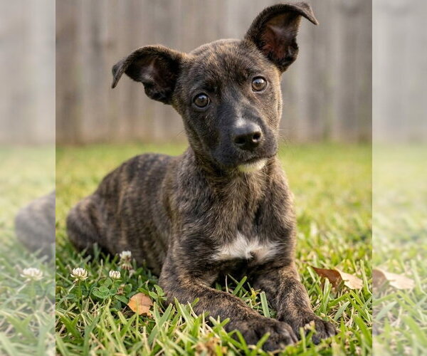 Medium Photo #2 Catahoula Leopard Dog-Unknown Mix Puppy For Sale in Grovertown, IN, USA
