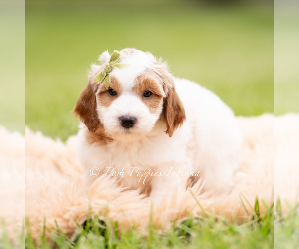 Medium Photo #2 Goldendoodle (Miniature) Puppy For Sale in WARSAW, IN, USA