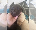 Small Photo #26 Labrador Retriever Puppy For Sale in GIG HARBOR, WA, USA